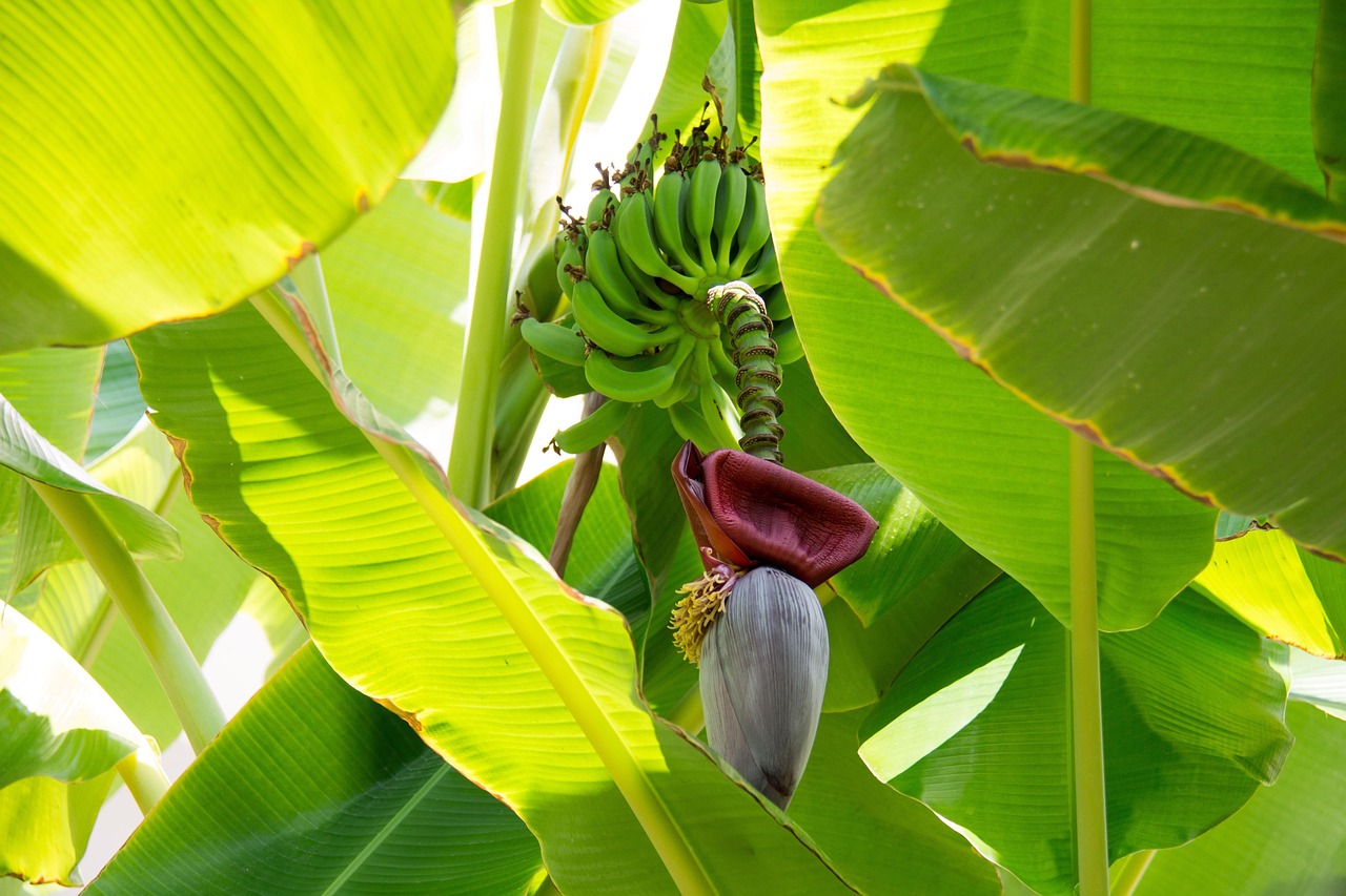 Banana Grand Naine G9