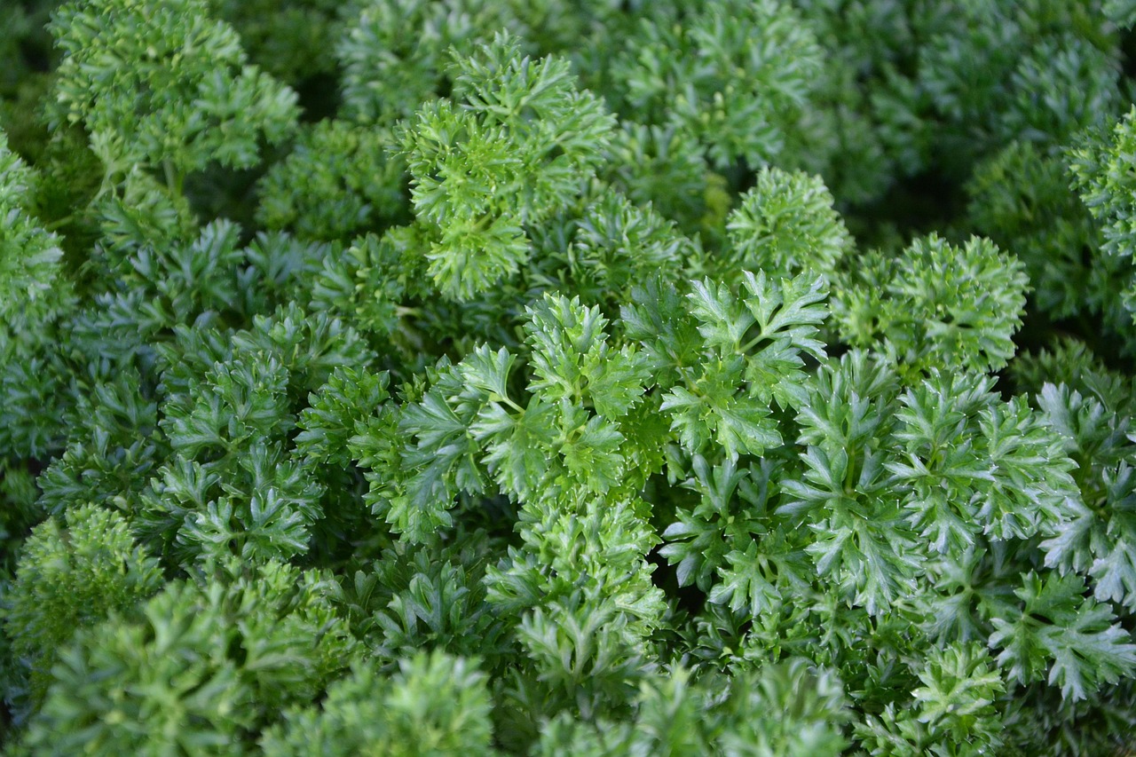 Medicinal Plants