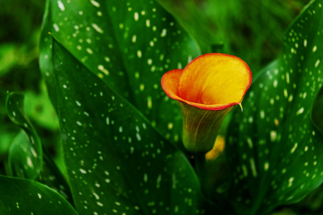 Ornamental Plants